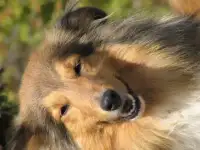 супер щенок для Вас!