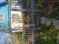 В добрые руки