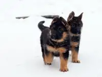 Щенки немецкой овчарки, фотография 5