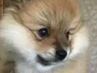 Кобельки