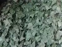 Венники березовые, фотография 6