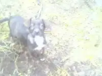 щенка девочку отдадим