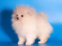 померанский шпиц кукольная девочка мини, фотография 4