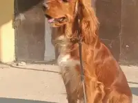 Услуги вязки