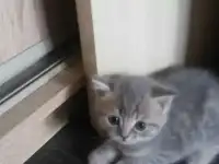 продам котят шотландской вислоухой