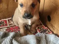 Отдам в добрые ручки