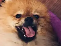 Шпиц Вязка