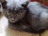 Отдам хороших котят!!!!, фотография 2