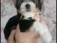 Бивер красотка