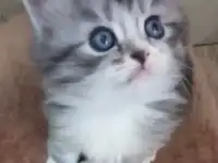 Котята полубританские недорого