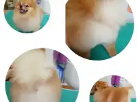 Стрижка и уход за домашними животными, фотография 2
