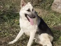 Вео,вязка