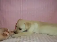 Перспективные щенки лабрадора