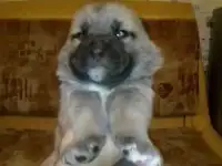 Животные