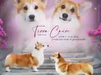 Высокопородные щенки вельш корги