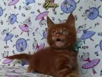 Котёнок мейн кун красный. Шоу класс. Из питомника., фотография 7
