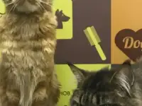 Груминг кошки! Стрижка домашних животных. Купание кота, фотография 2