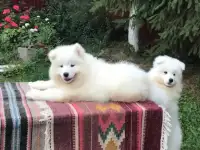 Продаются щенки, фотография 3