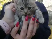 Котята бесплатно, фотография 4
