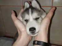 сибирский хаски