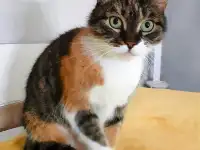 Ласковая трехцветная кошка Триша ждет свою добрую семью