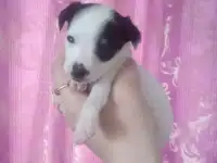 Русский той-терьер
