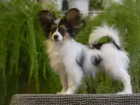 Шикарный папийон мальчик