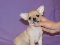Девочка чихуахуа г/ш, фотография 4