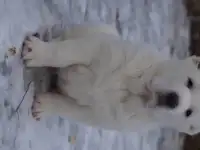 Породные щенки среднеазиатской овчарки 