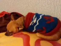Вязка той терьера