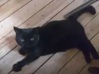 Кот экзот