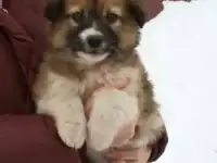 СРОЧНО!!! Щенки в добрые руки
