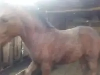 Жеребенок