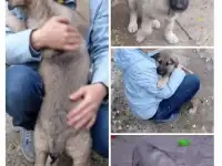 Здоровые крепыши, футболисты) , щеночки, возраст 2 с половиной  мес., фотография 2