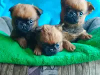 Яркие мальчики пти-брабансоны