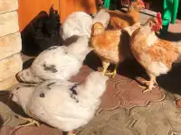 Кур-несушек продаю