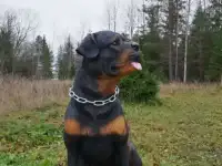 Статуэтка