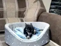 Пропал пес