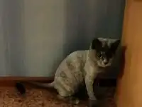Стрижка кошек с выездом на дом