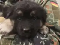 Щенки Немецкая овчарка