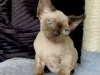 милые котята, фотография 5