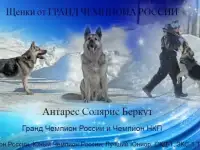 Щенки ВЕО от Гранд Чемпиона России
