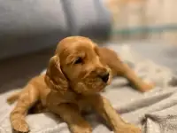 Английский кокер спаниель