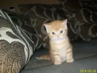 Шотландские котята, фотография 4