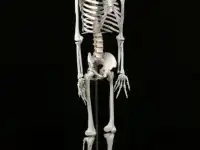 Новый Скелет 1м 70 см на подставке - Новый!, фотография 3