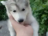 Щенки