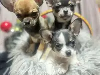 Девочки чихуахуа, фотография 2