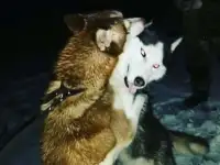 Породистые щенки хаски, фотография 4