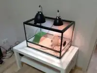 Продается австралийский ковровый питон, фотография 4