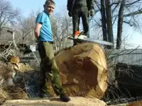 Расчистка дач, Спил деревьев, фотография 9